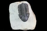 Reedops Trilobite - Atchana, Morocco #69613-1
